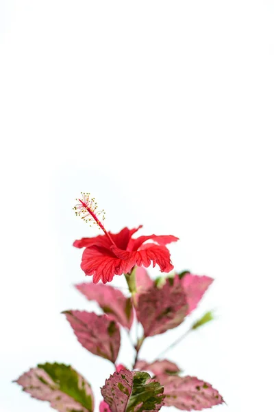 Röd hibiskus blomma på vit bakgrund — Stockfoto