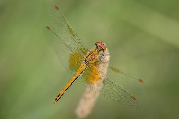 Libélula Amarilla Una Hoja Hierba Posando Macro Hermosa Escena Naturaleza — Foto de Stock