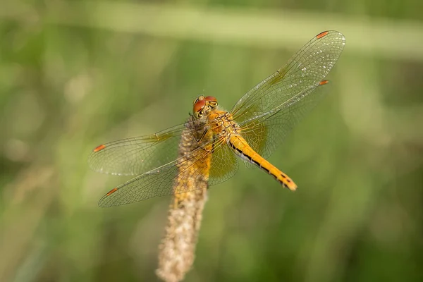 黄蜻蜓在草叶上摆出宏观的姿势 美丽的自然场景蜻蜓 显示眼睛和翅膀的细节 蜻蜓在自然栖息地使用作为背景或壁纸 — 图库照片