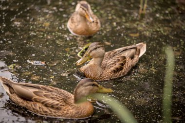 Calla marsh, yaban ördeği göl üzerinde yüzme ile bir havuzda yaban ördeği sıcak renkler