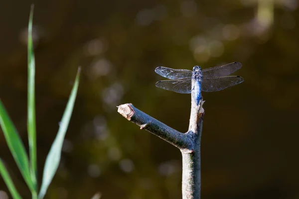 Blaue Libelle Auf Einem Ast Posiert Makro Schöne Naturszene Libelle — Stockfoto