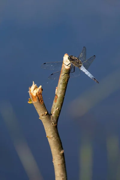 Blaue Libelle Auf Einem Ast Posiert Makro Schöne Naturszene Libelle — Stockfoto