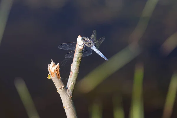 Libélula Azul Ramo Árvore Posando Macro Bela Natureza Cena Libélula — Fotografia de Stock