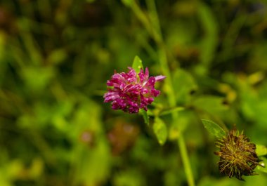Yağmur sonra pembe yonca çiçek