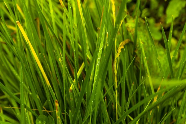 Sfondo Naturale Con Erba Dopo Pioggia — Foto Stock