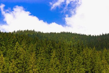Ukrayna Karpatlar bulutlu mavi gökyüzü ile inanılmaz muhteşem dağ orman 