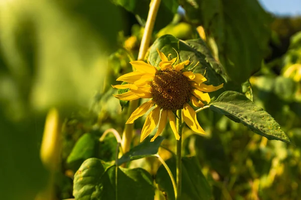 Sunflower Warming Sun Field — Stock Photo, Image