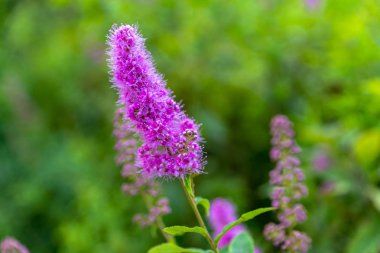 Yeşil bir arka planda güzel pembe Lythraceae çiçek