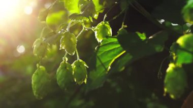 Backlight yavaş çekim closeup bira ve ekmek yapmak için yeşil taze hop konileri