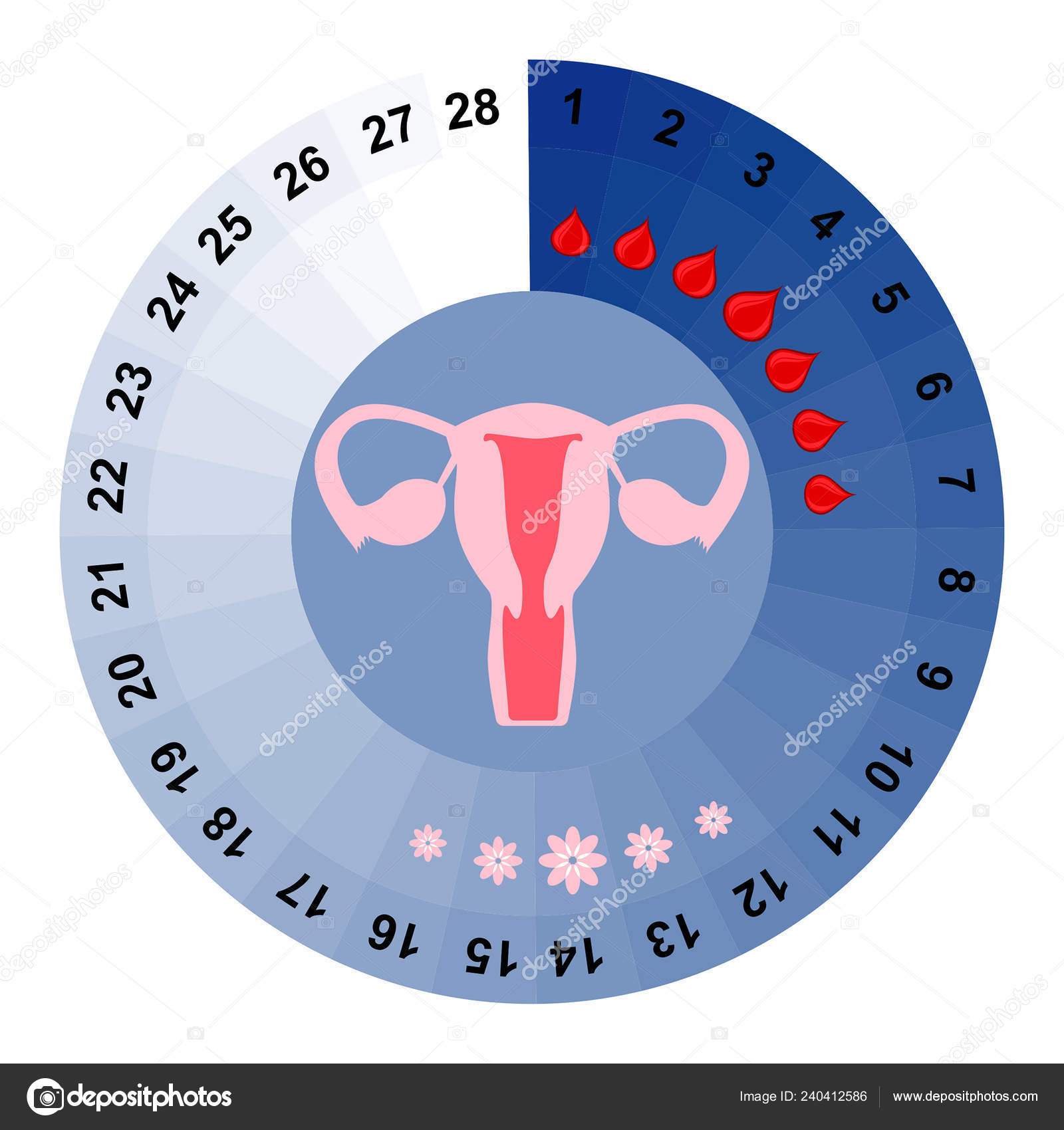 Menstrual Cycle Calendar Vector Illustration Bleeding Period Ovulation  Stock Vector Image by ©Zanna26 #240412586