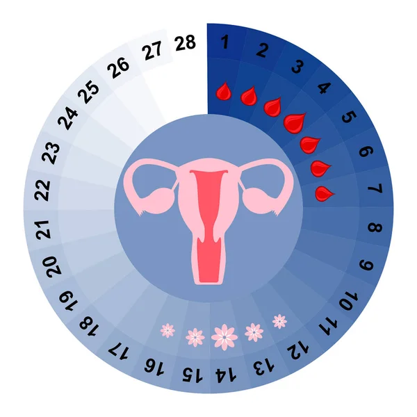 Illustrazione Del Vettore Del Calendario Del Ciclo Mestruale Emorragia Ovulazione — Vettoriale Stock