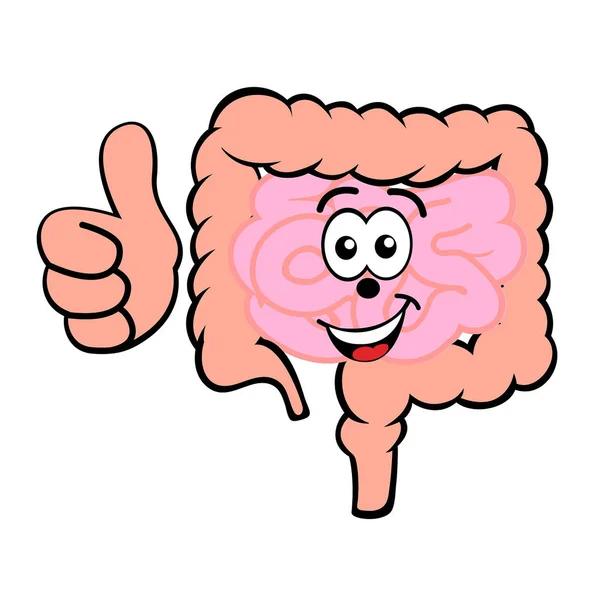 Feliz caricatura sonriente intestinos gruesos y pequeños vector icono aislado en blanco — Vector de stock