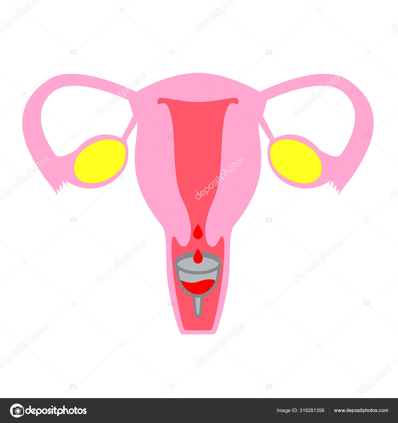 Female internal organ, uterus with menstrual cup. Flat simple vector