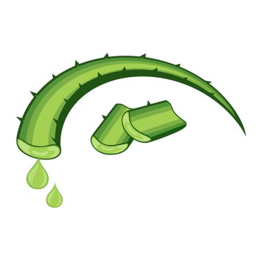 Aloe vera vektör çizimi beyaz arkaplan vektör illüstrasyonunda izole edildi.