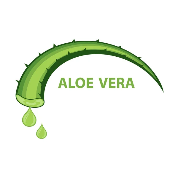 Aloe Vera Vektorové Ilustrace Izolované Bílém Pozadí Vektorové Ilustrace — Stockový vektor