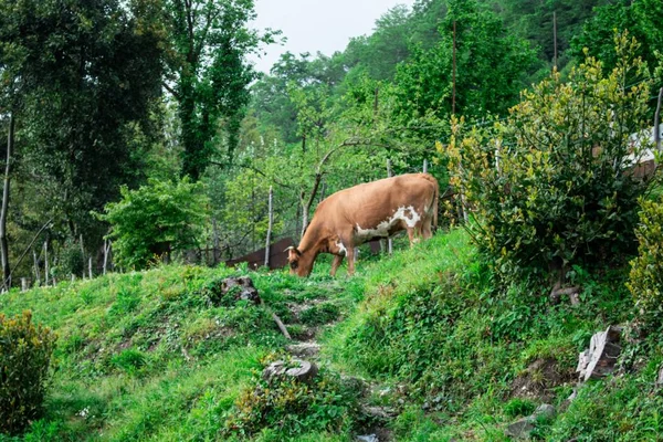 Корова Поле — стоковое фото