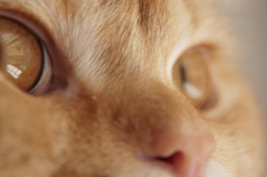 Kedi göz makro görünümü