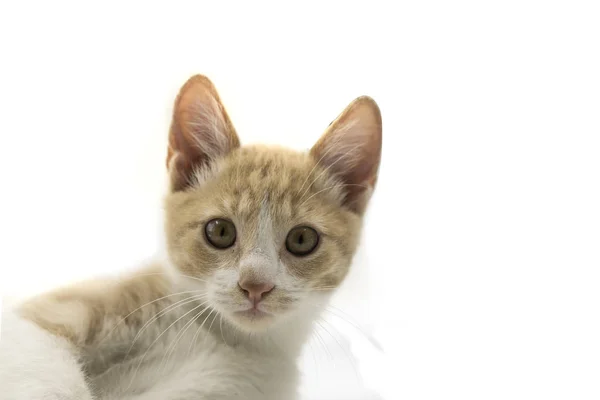 Leuk Jong Katje Geïsoleerd Achtergrond — Stockfoto