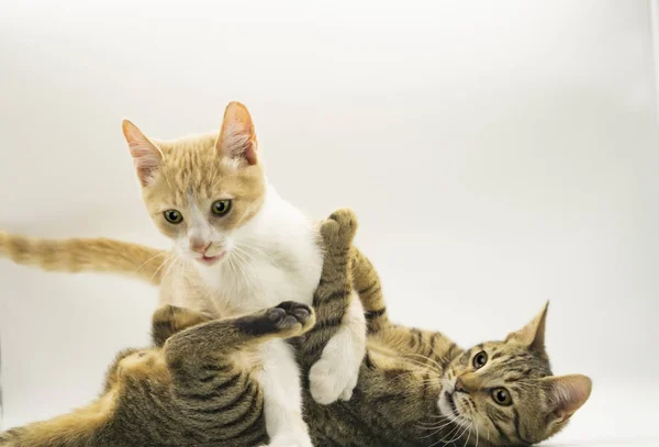 Dos Gatitos Lucha Ang Jugando —  Fotos de Stock