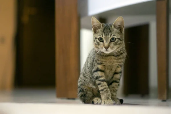 Retrato Europan Gato Por Mañana Luz Suave —  Fotos de Stock