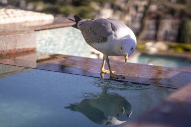 Martı çeşmeden su içme
