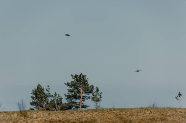 Kuşlar, yüksek dağlar, mavi gökyüzünde uçar