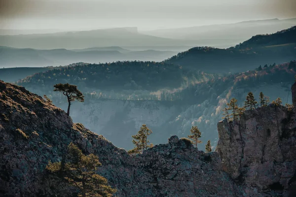 Erstaunliche Baum Wächst Aus Dem Felsen Bei Sonnenuntergang Bunte Landschaft — Stockfoto