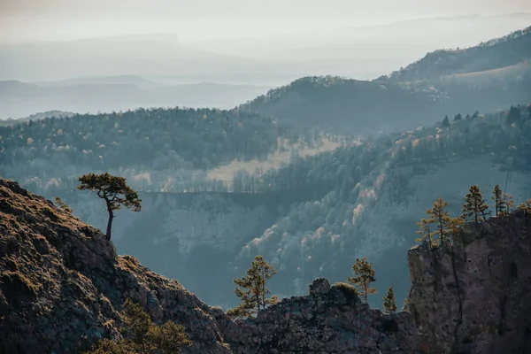 Erstaunliche Baum Wächst Aus Dem Felsen Bei Sonnenuntergang Bunte Landschaft — Stockfoto