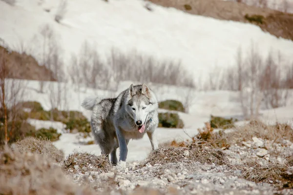 Husky Rashond Reist Door Bergen Van Kaukasus — Stockfoto