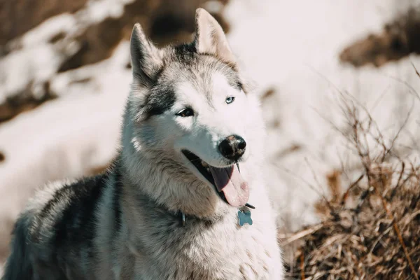 Husky Breed Dog Travels Caucasus Mountains — Stock Photo, Image