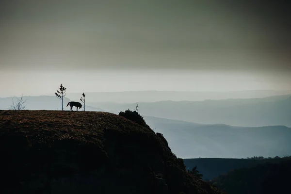 Lobo Fondo Las Montañas Caucásicas Minimalismo Espacio Para Texto — Foto de Stock