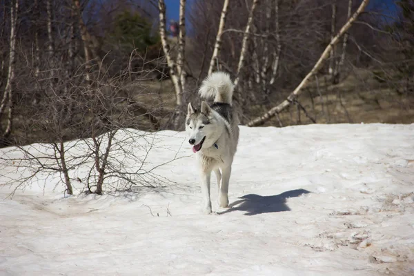 Cão Husky Viaja Através Das Montanhas Cáucaso — Fotografia de Stock