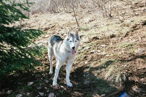 Husky Breed Dog Travels Caucasus Mountains — Stock Photo, Image