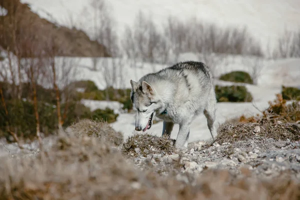 Cane Razza Husky Viaggia Attraverso Montagne Del Caucaso — Foto Stock