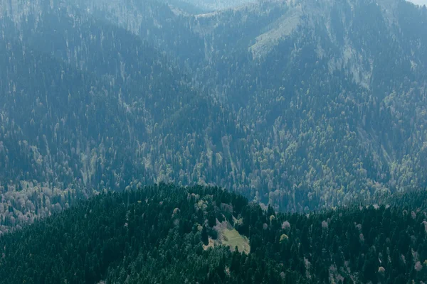 Tannenbäume Auf Einer Wiese Hang Zum Nadelwald Den Bergen — Stockfoto