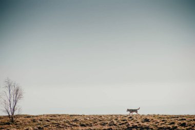 Husky doğurmak köpek Kafkas Dağları seyahat