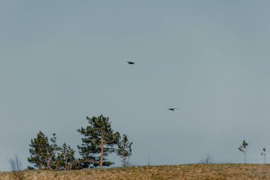 Kuşlar, yüksek dağlar, mavi gökyüzünde uçar