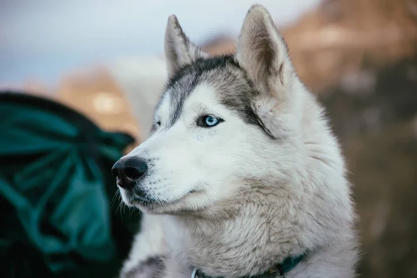 Cane Razza Husky Viaggia Attraverso Montagne Del Caucaso — Foto Stock