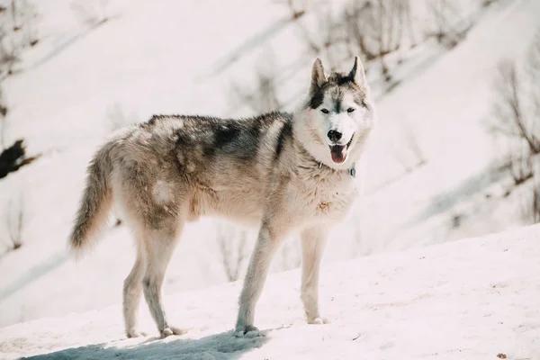 Cão Husky Viaja Através Das Montanhas Cáucaso — Fotografia de Stock