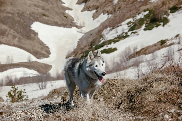 Cão Husky Viaja Através Das Montanhas Cáucaso — Fotografia de Stock