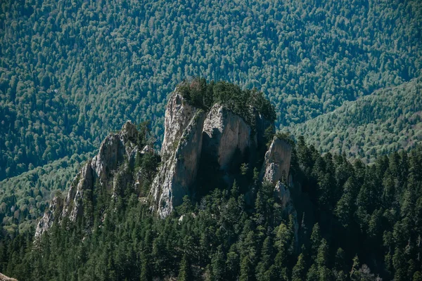 Tannenbäume Auf Einer Wiese Hang Zum Nadelwald Den Bergen — Stockfoto