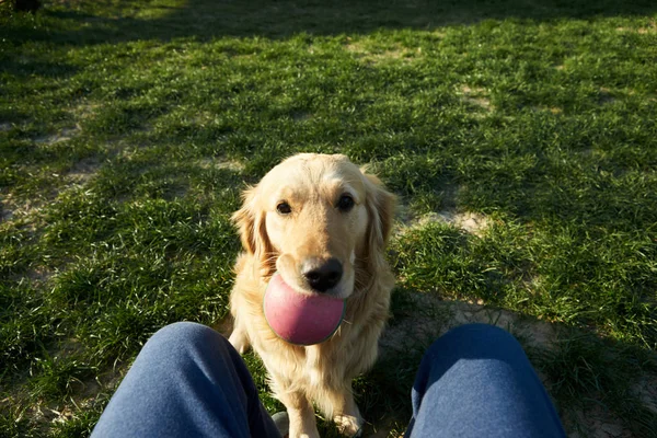 草原の幸せな犬がボールで遊ぶ — ストック写真