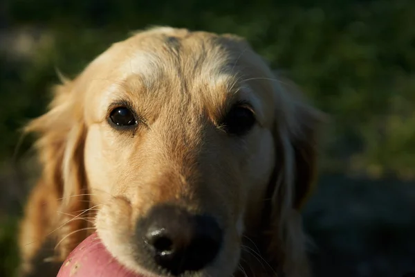 Portret Młodego Psa Bawiącego Się Łące — Zdjęcie stockowe