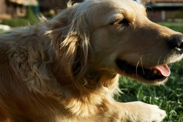 Porträt Junger Hund Spielt Auf Der Wiese — Stockfoto