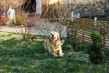 eğlenceli köpek yıkama