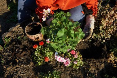 Fide yerdeki toprak hazırlığı bahçıvan eller