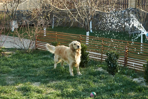 Washing the dog with fun