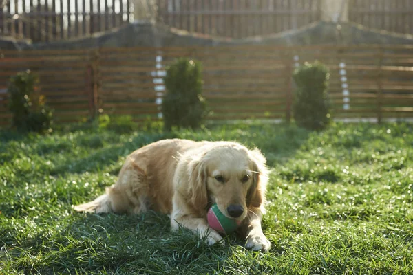 Счастливая Собака Лугу Играет Мячом Лицензионные Стоковые Фото