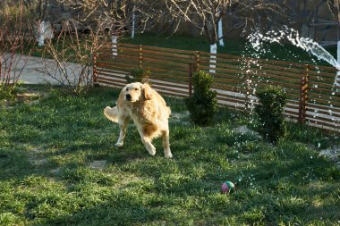 eğlenceli köpek yıkama