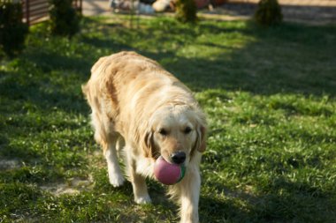 Çayırda mutlu köpek ile bir top oynuyor